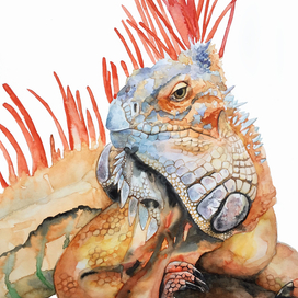 Игуана на ветке