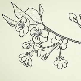 Цветы яблони