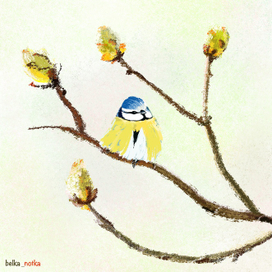 Весенняя лазоревка