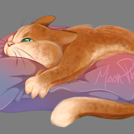 кот с подушкой