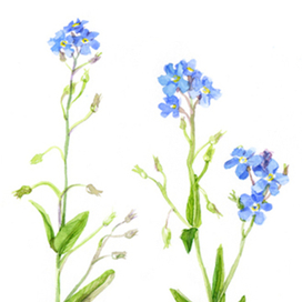 Зарисовки для иллюстрации