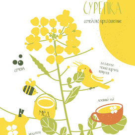 Инфографика. Цветок сурепка