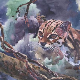  "Дикая кошка" 