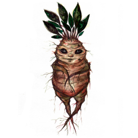 Мандрагора