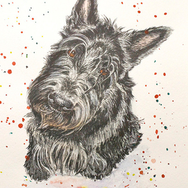 Опяааать.... год собаки.....