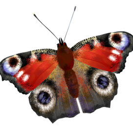  Бабочка Махаон.  Реалистичная векторная иллюстрация.