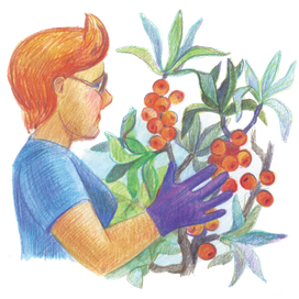 облепиховый куст