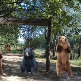 Казань Ноксинский Лес Медведь 