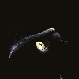 Жил да был черный кот..