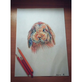 крольчишка