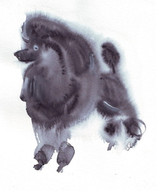 "Черный пудель"