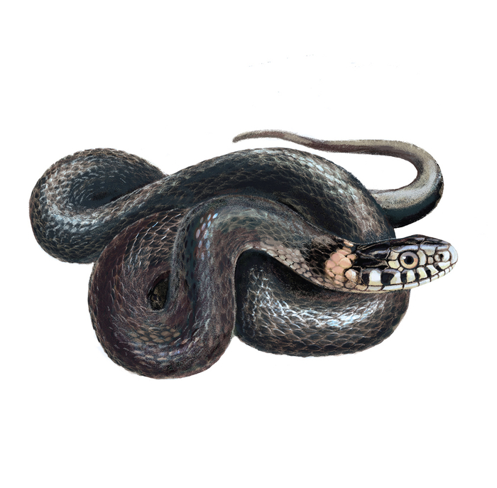 Уж (Natrix natrix)