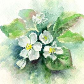 Яблоневый цвет