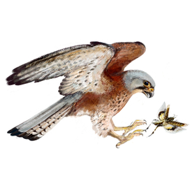 Пустельга (Falco naumanni)