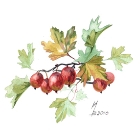 Красный крыжовник