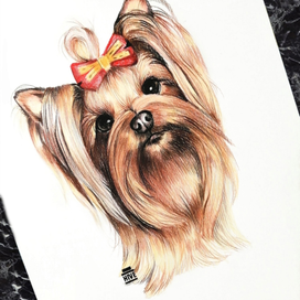 Йоркширский терьер