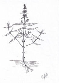 Stachys palustris (L.)