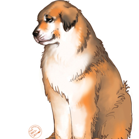 Иллюстрация для благотворительного фонда защиты животных