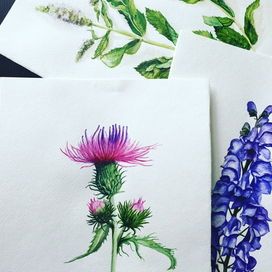 Акварельные иллюстрации // Watercolor illustration