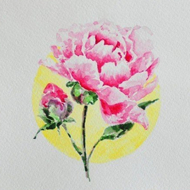 розовый пион