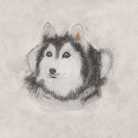 dog behaving like a cat