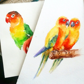 Попугайчики