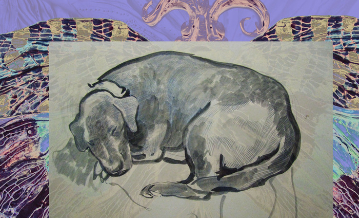 цветные собачьи сны)