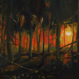 Закат в ельнике