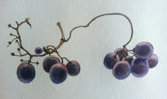 Остатки винограда