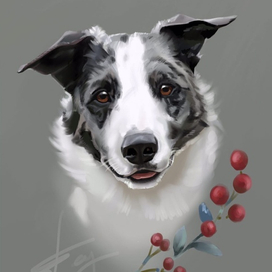 Новогодний подарок. Бордер колли Кит 