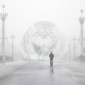 Манул в городе