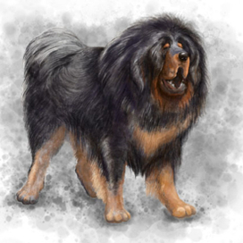 тибетский мастиф