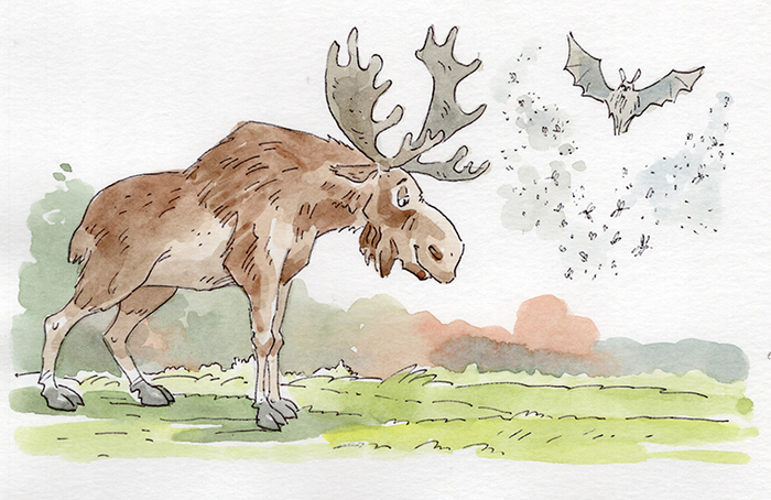 лось и летучая мышь