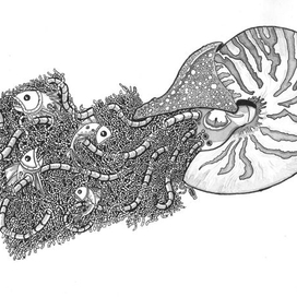 "Nautilus"