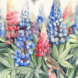 Лето в люпинах