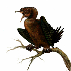 Баклан-пигмей (Phalacrocorax pygmaeu)