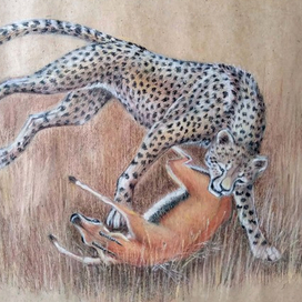 Гепард. Охота. Догнал, но промахнулся.