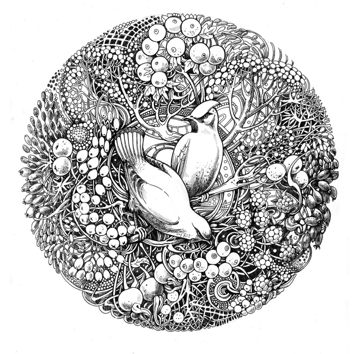 Свиристели