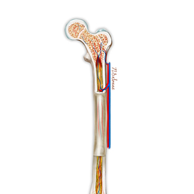 Медицинская иллюстрация. Кровообращение. Кость.