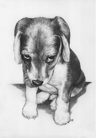 Я твой друг!