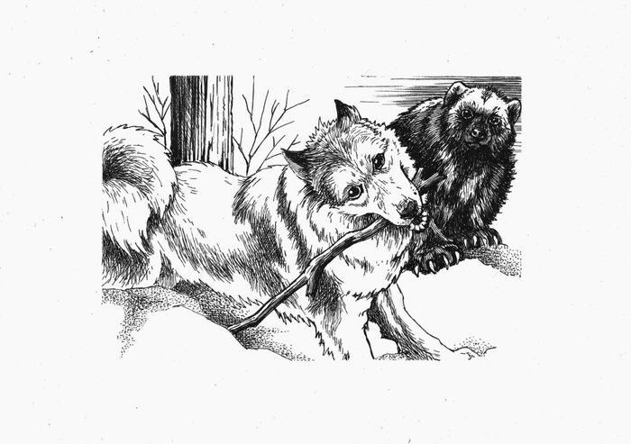 Возвращение росомахи. Илл.14