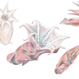 Адский кальмар-вампир. Vampyroteuthis infernalis