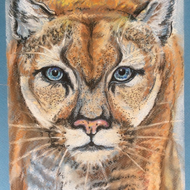 взгляд пумы