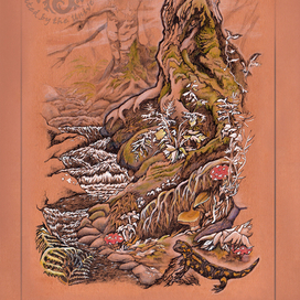 Саламандра у корней дерева. Лес с горным ручьем. Карпаты.