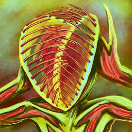 Венерина мухоловка