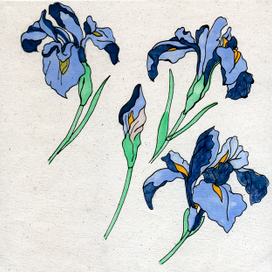 IRISES