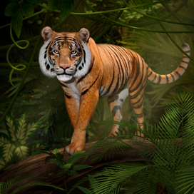 Тигр в джунглях