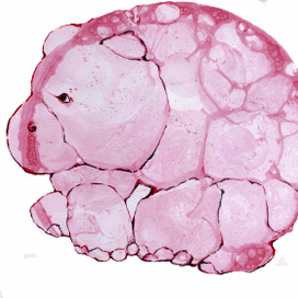 Бегемотик в авторской технике