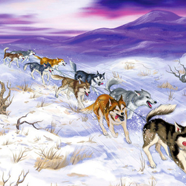 Куропаточья любовь (собачья упряжка)