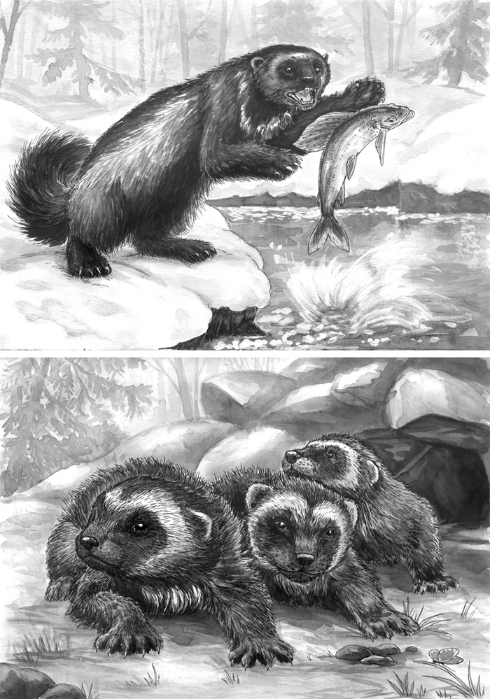 Росомахи большие и маленькие